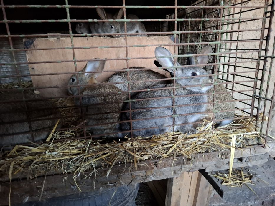 Продам кроликов домашних