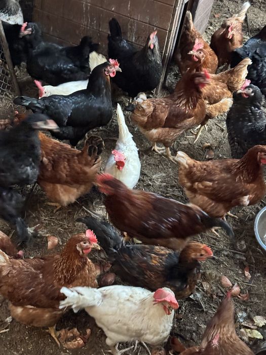 Куры- несушки домашние