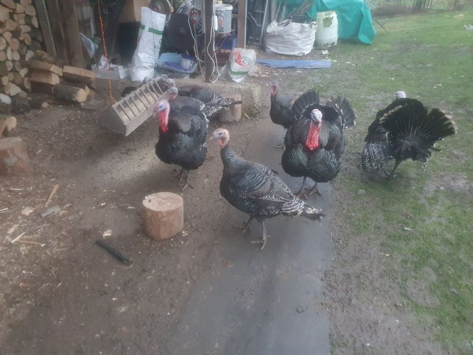 Vînd Curcani crescuți la curte