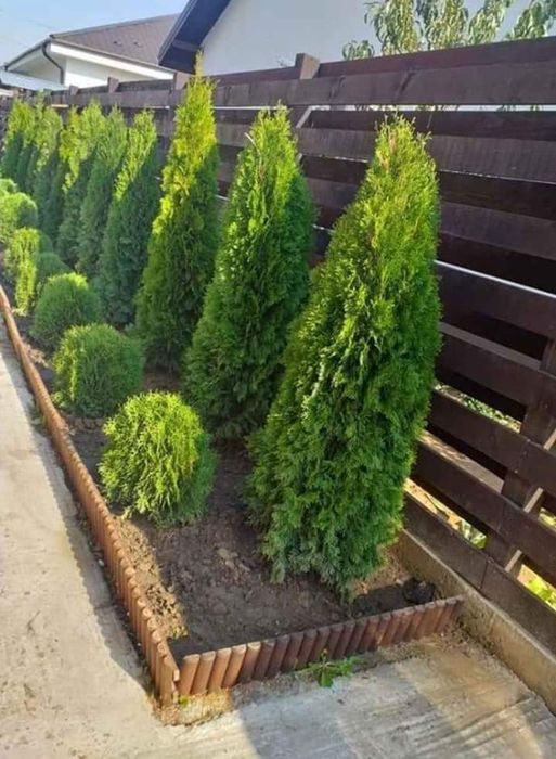 Vând plante ornamentale