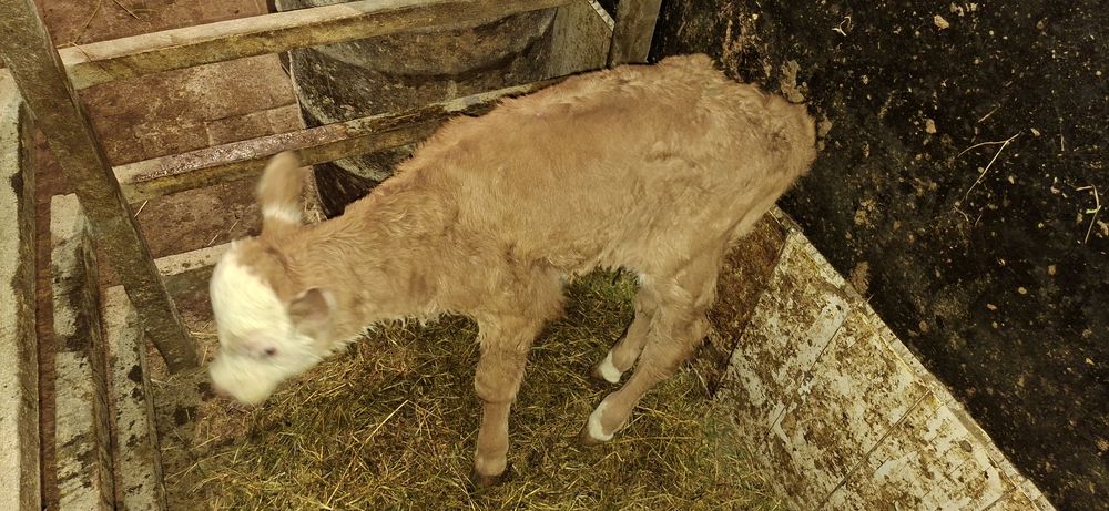 Телочка Семинтау один день отроду