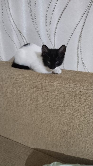 Пристраиваются котята девочки