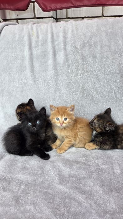 Отдам котят в добрые руки