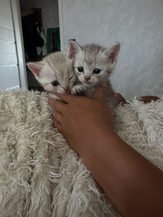 котята шотландские