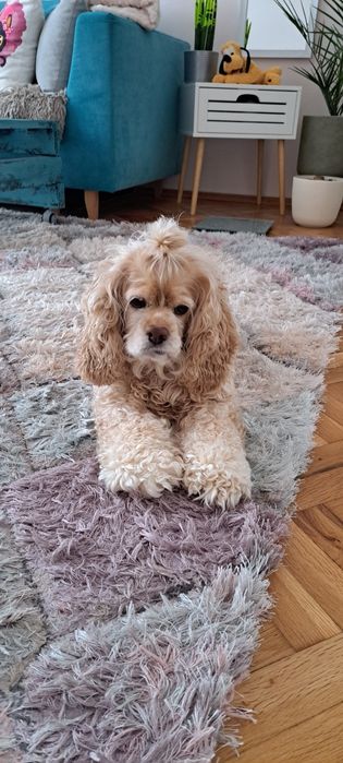 Американски кокер шпаньол момиче