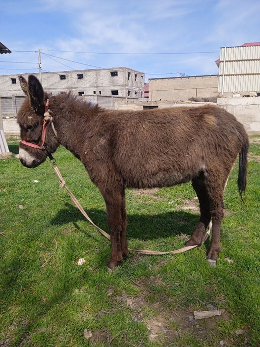 Жатақханадағы жалаңаш әйелдердің суреттері