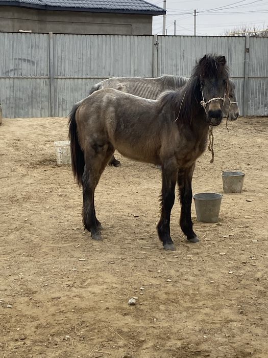 Еркек жабагы сатылады