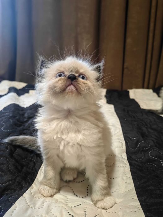 Чистокръвни котенца Ragdoll