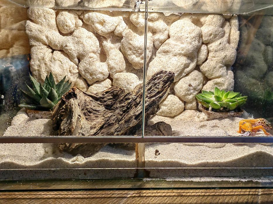 Terariu cu gecko leopard