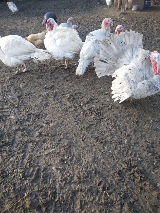 Vând curcani și curci de casă