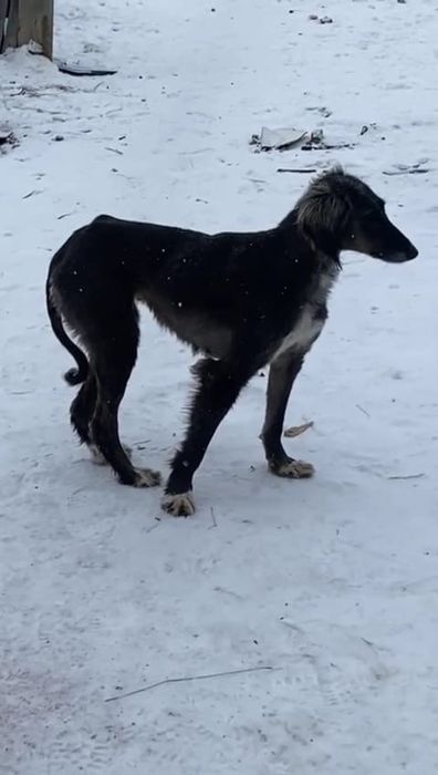 ургашы Тазы 2.5 жасар