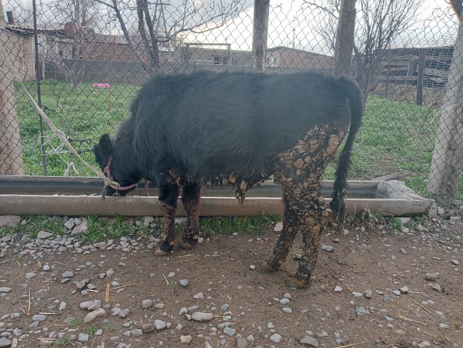 Бұқашық сатылады.