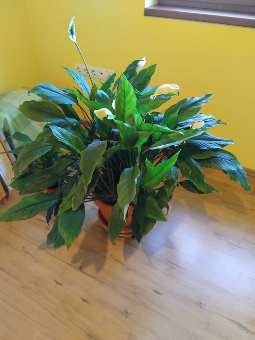 Planta ornamentala de camera Crinul pacii