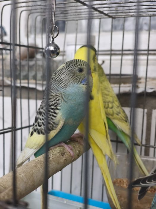 Папагали вълнисти различни цветове