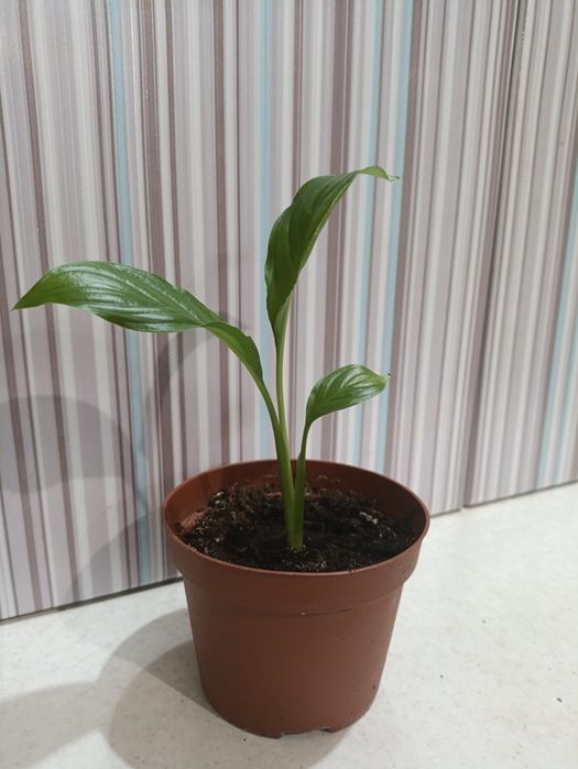 Женское счастье, спатифиллум