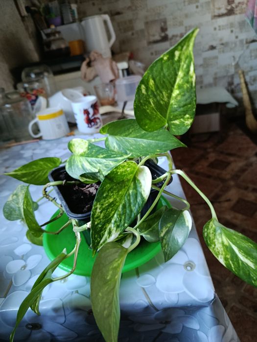 Продам Сциндапсус