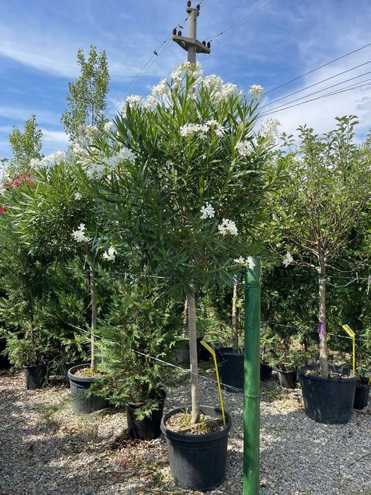 Vindem mesteacăn, salcie, grandiflora, leandru, salcâm