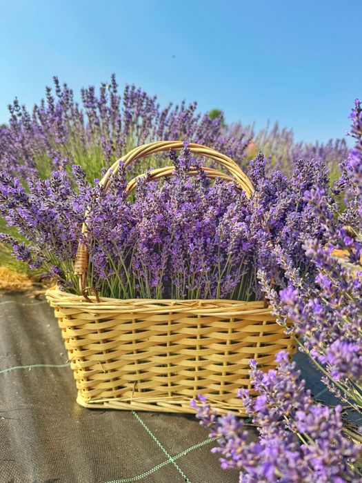 Buchete lavanda diferite marimi