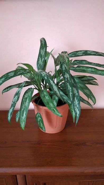 Продам цветы комнатные аглоанема