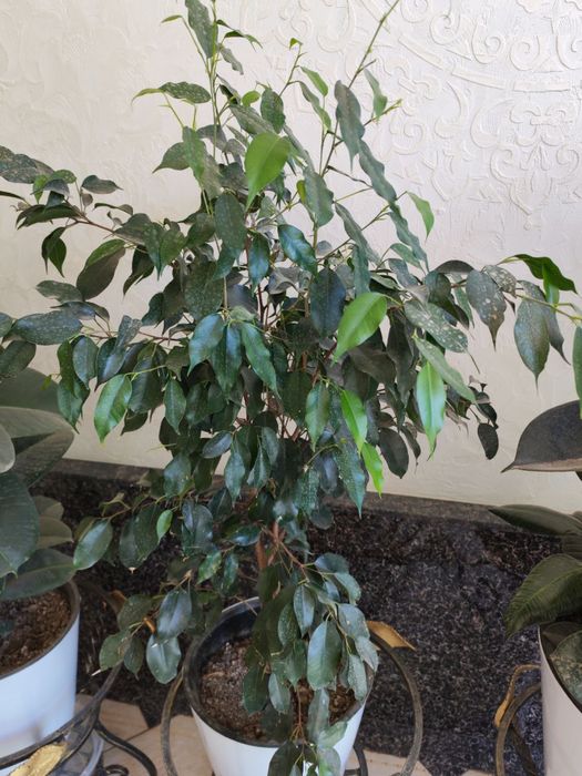 Gullar sotiladi. Hammasi sog’lom.