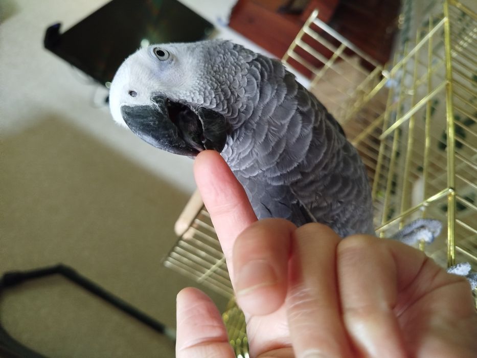 Папугай жако вместе с клеткой.