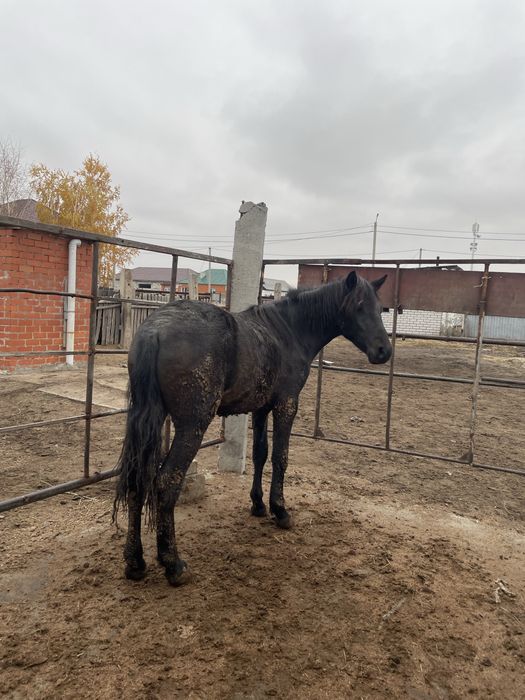 Байтал тай сатылады откормнан