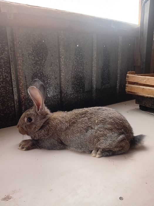 Продам породистых кроликов