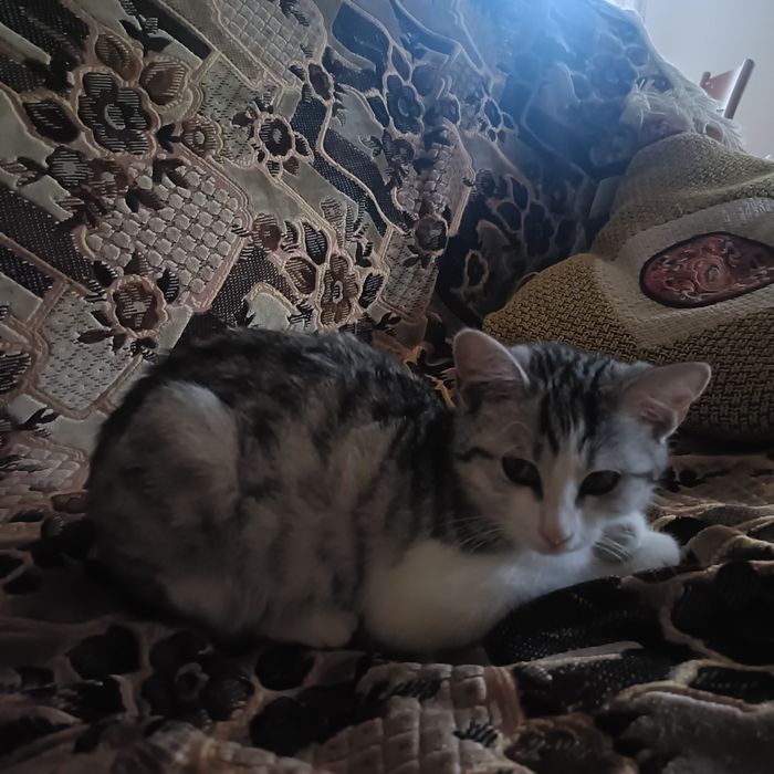 Отдам котенка в добрые руки