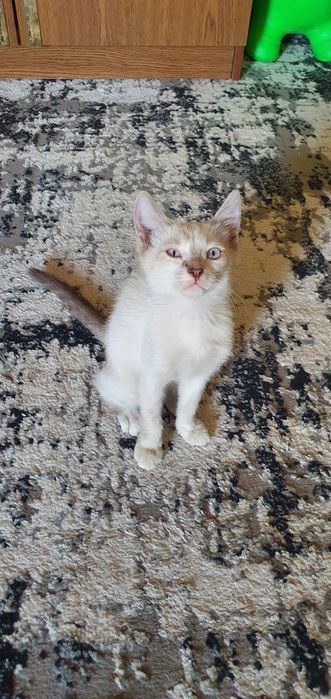 Mushuk bolalari sotiladi