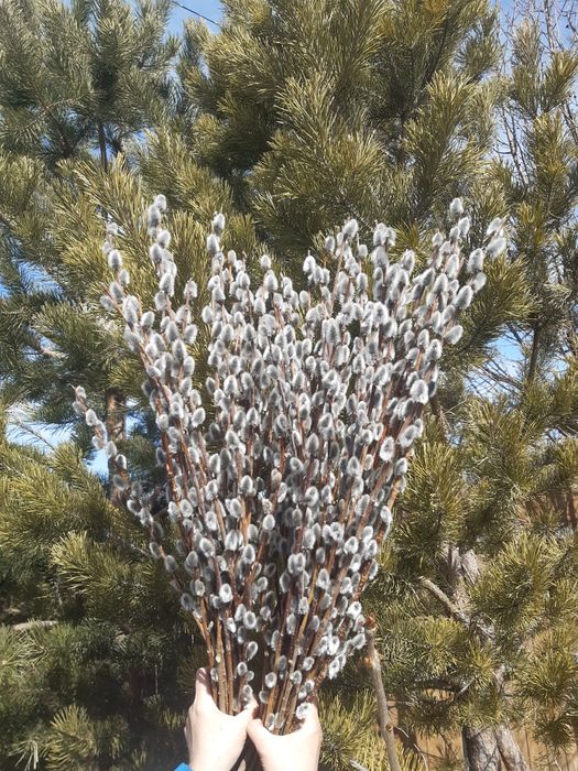 Продам вербу пушистую