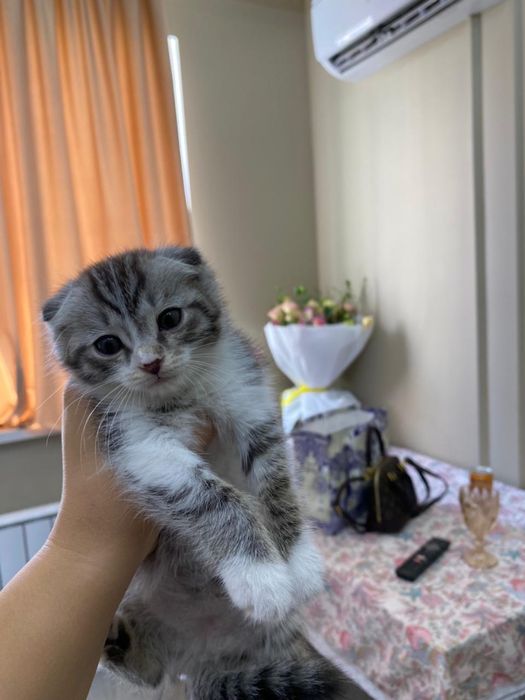 Кошка.Мия. Срочно сатылады