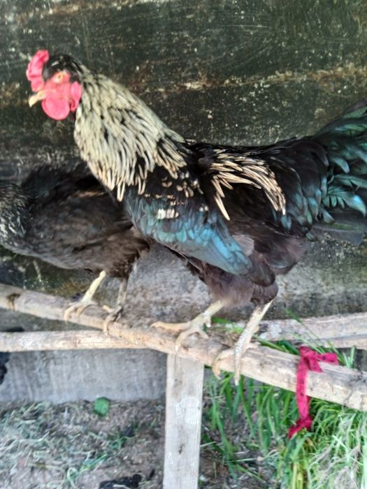 Петухи кара шахзода брама