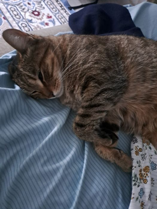 Хочу здать кошку домашнюю