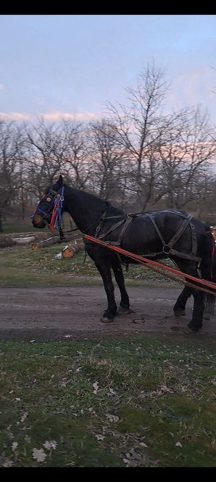 De vânzare cal castrat de 8 pe 9 anii