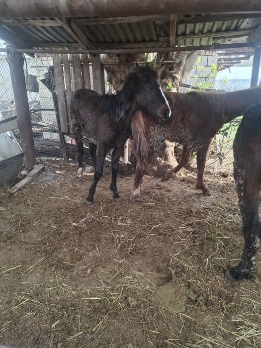 Жорга Жабағылар сатылады