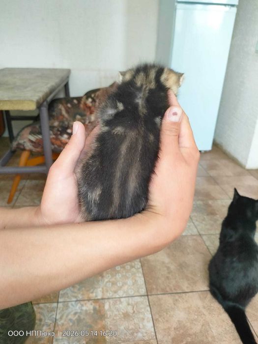 Котята умные красивые