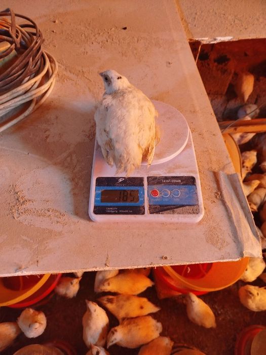 Bedana 1 kunlikdan 50 kunlikgacha zakas olamiz