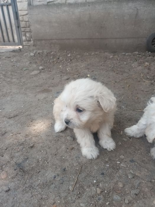 Vând cățeluși bichon maltez