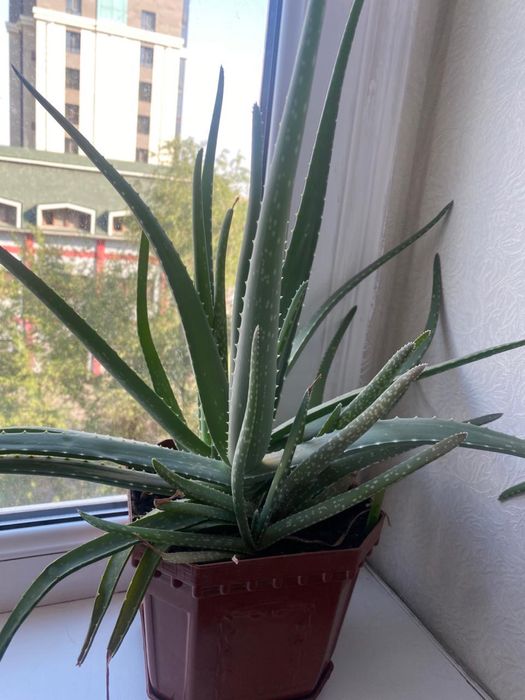 Лечебное алоэ 3-х годовалая