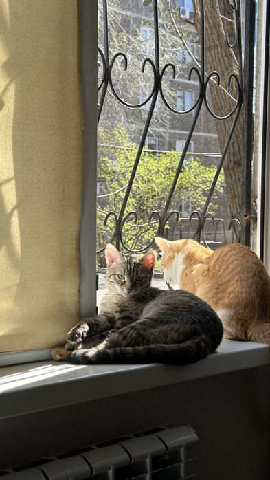 Кошка бесплатно