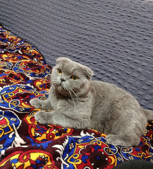 Skotish fold toza zot