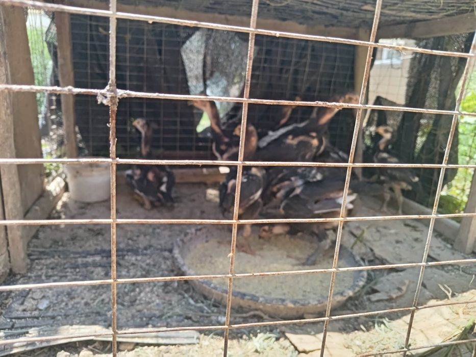 Дакан боец шөжелер сатылады