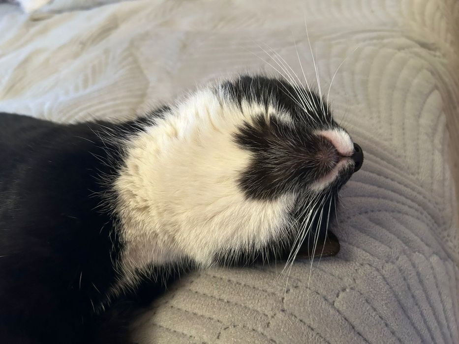 Кошечка ищет дом