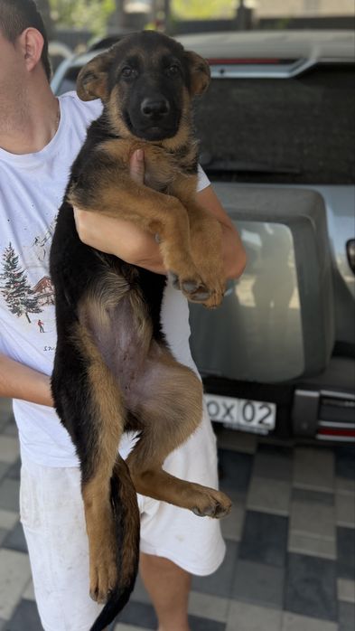 Шенята немецкой овчарки