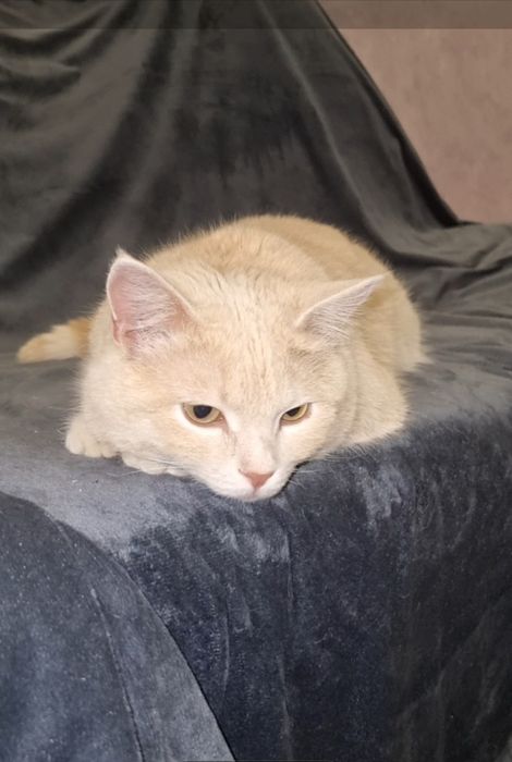 Персик ищет красотка ищут мампап. Доставлю!