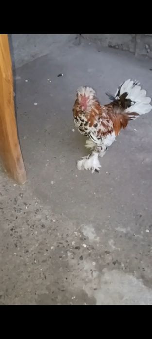 Kareyski yapon xoroz sotuvda