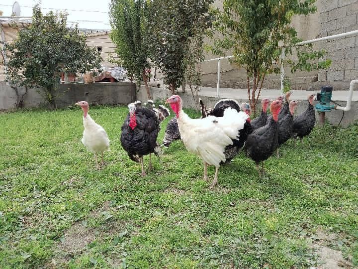 Куркалар сотилади