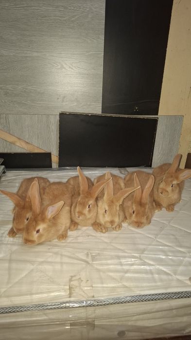 Burgund bollari sotiladi