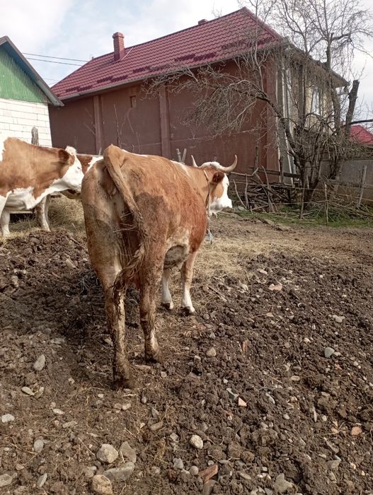 Vaca gestanta de vânzare