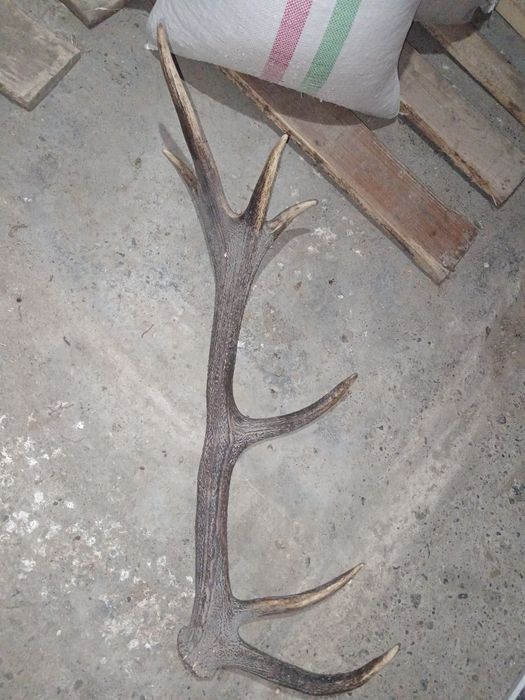 Coarne de cerb 250-400 lei buc